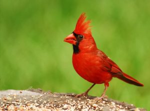 Illinois Northern Cardinal