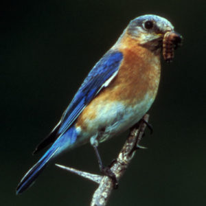 Missouri Eastern Bluebird