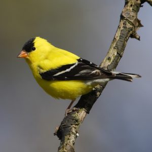 New Jersey Eastern Goldfinch