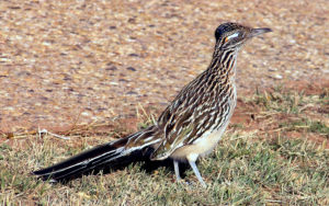 New Mexico Chaparral Bird