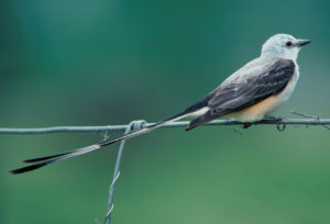 Oklahoma Scissor-Tailed Flycatcher