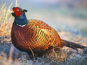 South Dakota Ring-Necked Pheasant