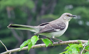 Tennessee Northern Mockingbird