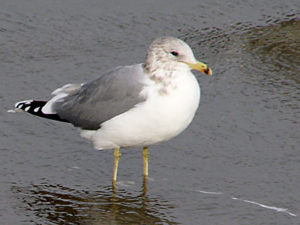 Utah California Gull
