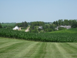 Mid-State cornfield in June, Iowa