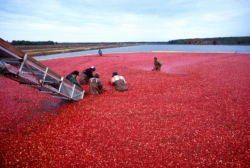Cranberry harvest, New Jersey